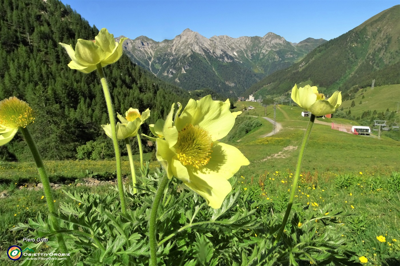 13  Pulsatilla alpina sulfurea salendo dalla Quarta Baita allla Terzrazza Salomon.JPG -                                